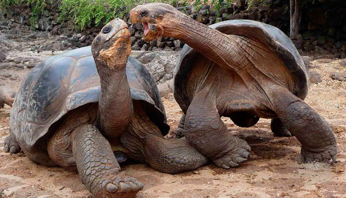 tortoises2