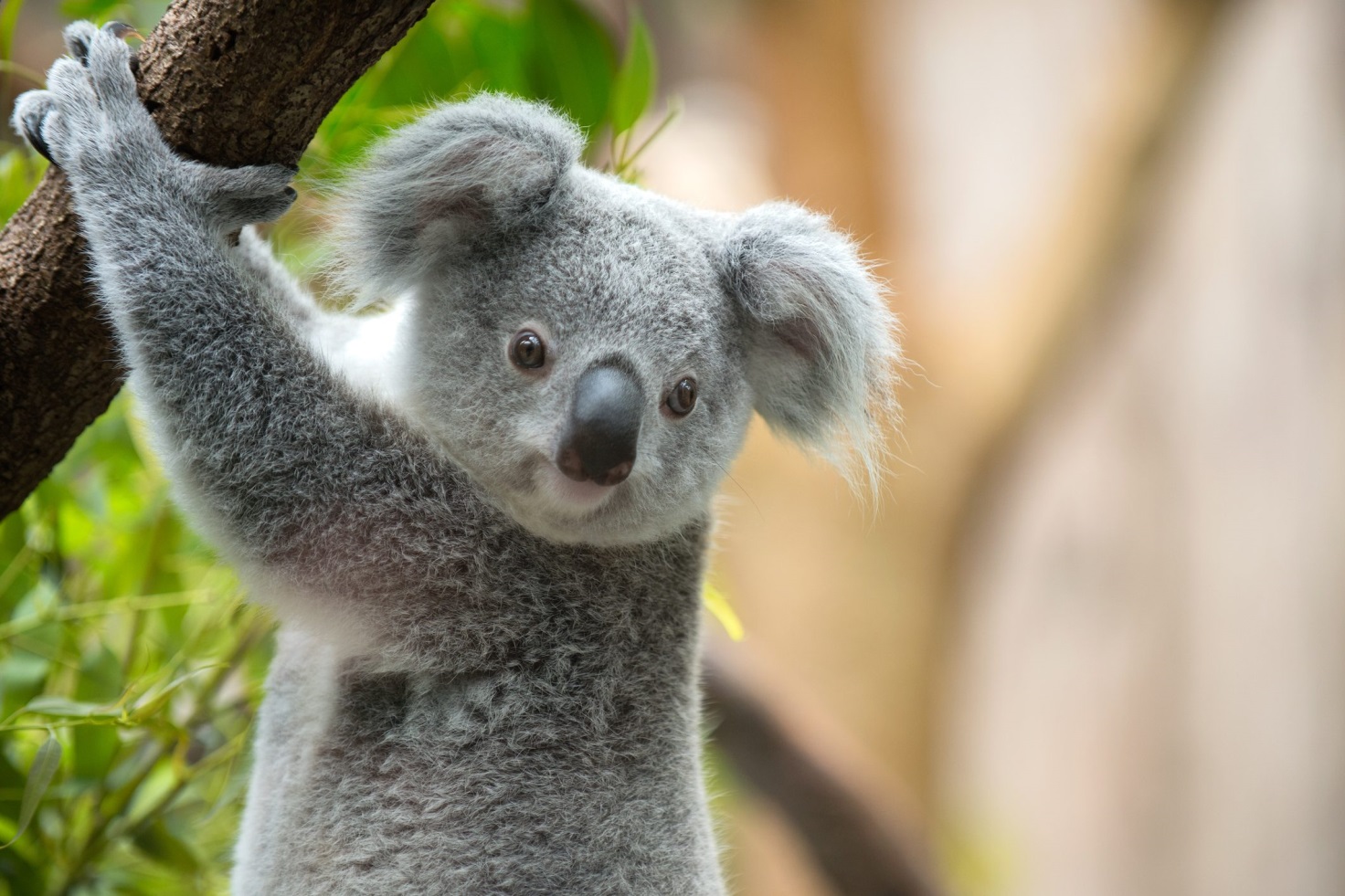 faecal transplant koalas