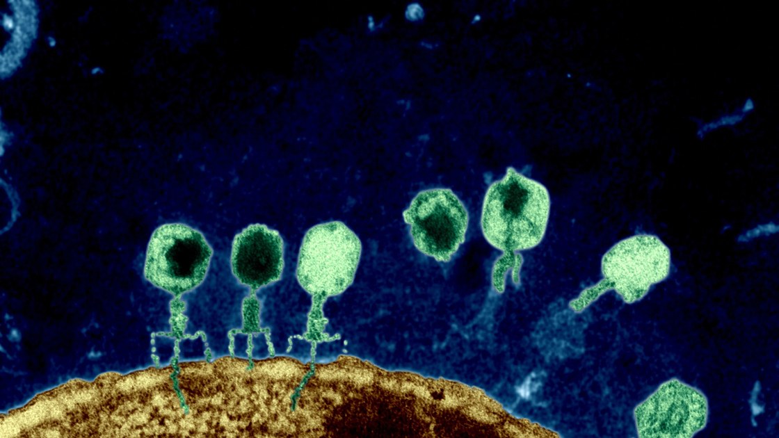 phage therapy